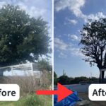 施工前と施工後の画像比較：長らく手入れがされておらず、大きく枝葉が伸びたエノキを、安全性に配慮し自然な樹形に仕上げた剪定事例（埼玉県川口市）