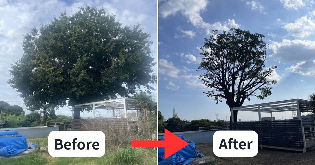 施工事例：川口市でシンボルツリー・エノキの剪定｜川口市・草加市の植木屋【樹の屋】