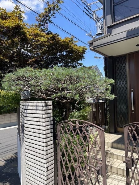 施工後の五葉松：門扉にかかっていた枝、不要な枝を切り落として通路の安全と美しい樹形を実現（埼玉県草加市）