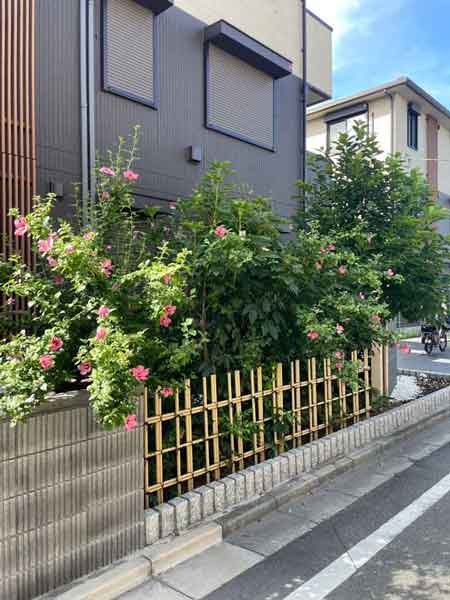 フェンスの外まで枝が張り出し、通行に支障をきたしていた剪定前の庭木（ムクゲ・カクレミノなど）の様子｜川口市のアパート外構